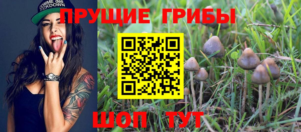 Псилоцибиновые грибы Psilocybe Сочи